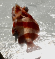 Sebastes rubrivinctus