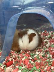 Cavia porcellus