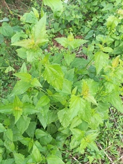 Chromolaena odorata