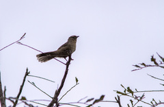 Phacellodomus rufifrons