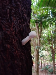 Leucocoprinus cretaceus