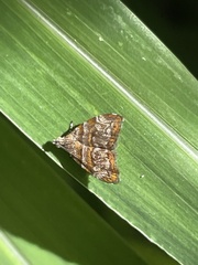 Choreutis
