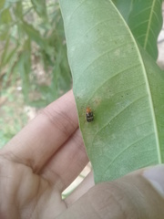 Gynandrobrotica