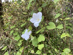 Calystegia tuguriorum