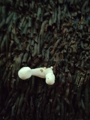 Leucocoprinus cretaceus