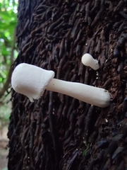 Leucocoprinus cretaceus