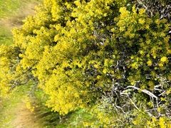 Ozothamnus leptophyllus