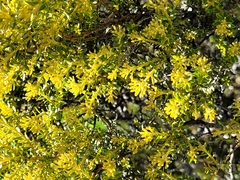 Ozothamnus leptophyllus