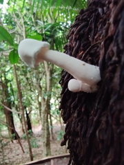 Leucocoprinus cretaceus