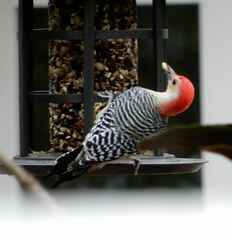 Melanerpes carolinus