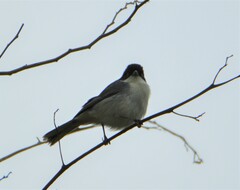 Microspingus melanoleucus