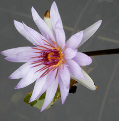 Nymphaea elegans