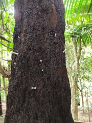 Leucocoprinus cretaceus