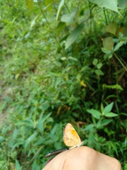 Tegosa