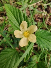 Malvastrum coromandelianum