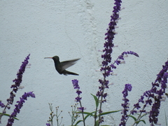 Cynanthus latirostris