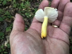 Russula flavida