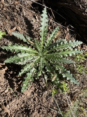 Cirsium neomexicanum