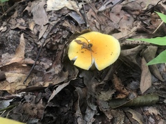 Russula flavida