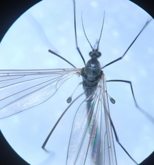 Trichocera