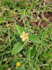 Malvastrum coromandelianum