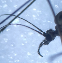 Trichocera
