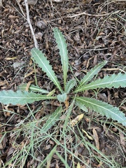 Cirsium neomexicanum