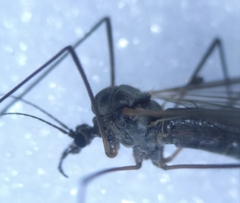 Trichocera