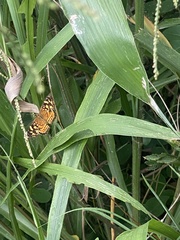 Anthanassa frisia
