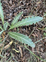 Cirsium neomexicanum