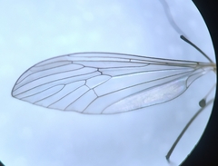 Trichocera