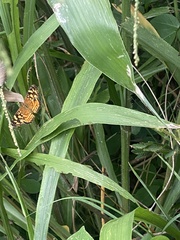 Anthanassa frisia