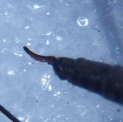 Trichocera