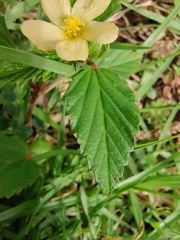 Malvastrum coromandelianum