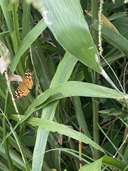 Anthanassa frisia