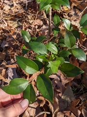 Ligustrum japonicum