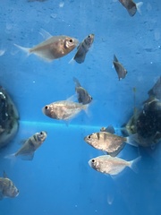 Gymnocorymbus ternetzi