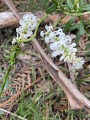 Stackhousia monogyna