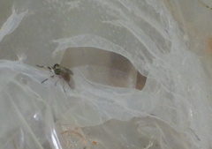 Tabanidae
