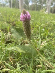 Uraria lagopodioides