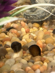 Neritina pulligera