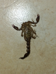 Bothriurus cordubensis