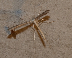 Stenoptilia zophodactylus