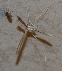 Stenoptilia zophodactylus