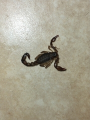 Bothriurus cordubensis