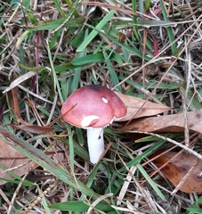 Russula persanguinea