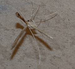 Stenoptilia zophodactylus
