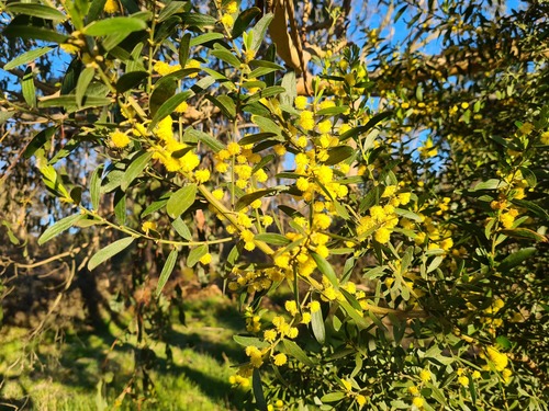 Acacia rostriformis