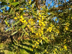 Acacia rostriformis