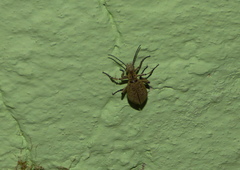 Epicauta maculata-group